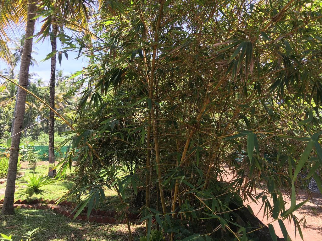 Divine Bliss Beach Resort Varkala Buitenkant foto